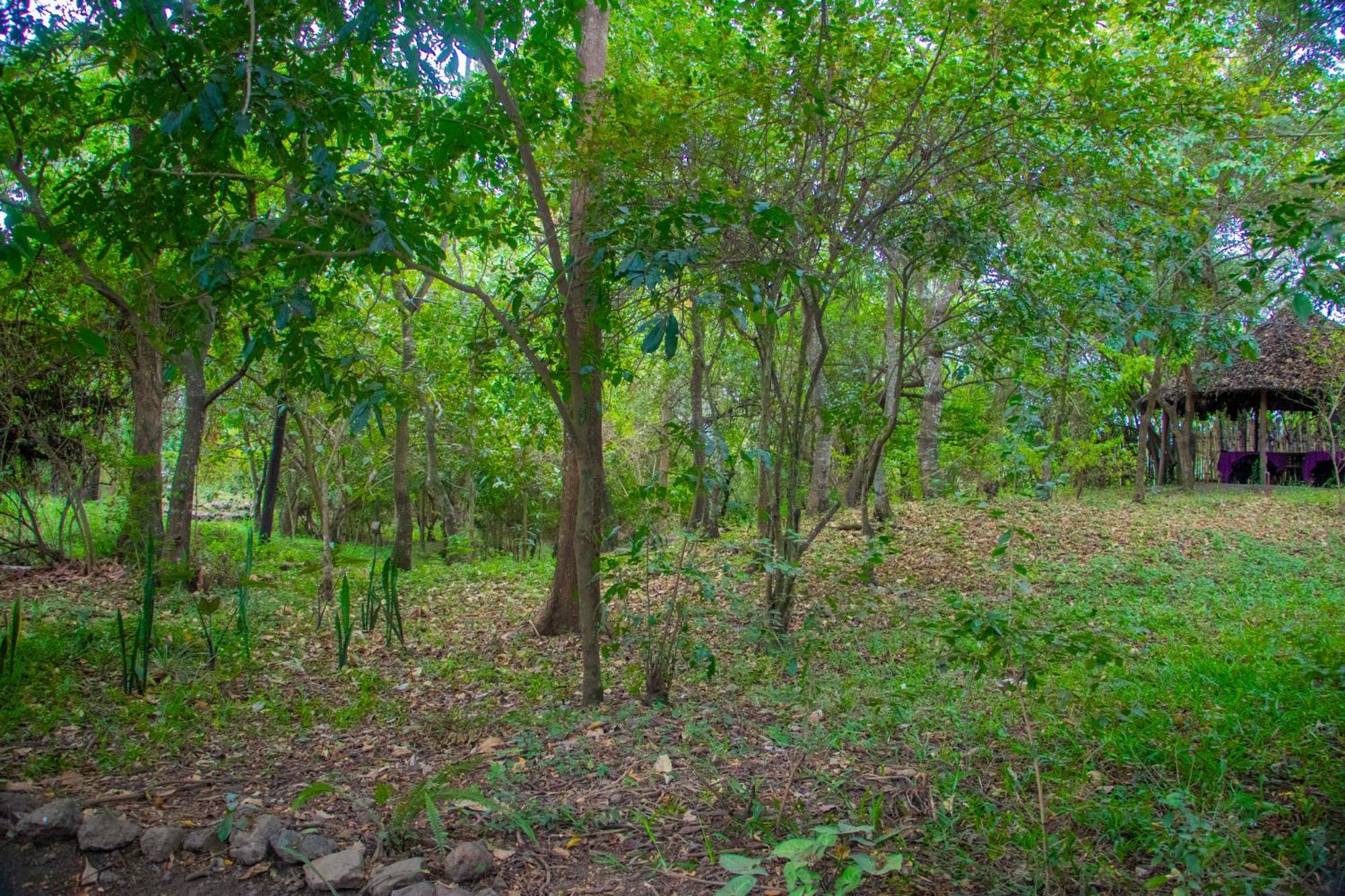 Shamba Hostel Usa River Exterior photo